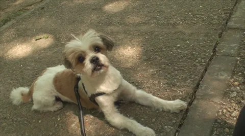 Bichon Havanese, Resting And Getting Up, Tired Doggy, Park, Outdoor, Summer Day Stock Footage 39561621