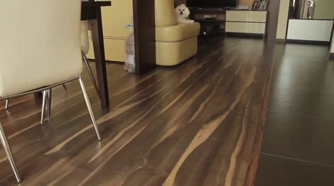 Bichon Maltese Stock Footage 41860902