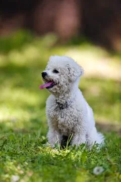 Bichon in the park Stock Photos