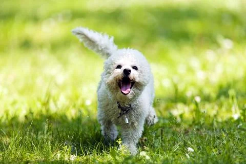 Bichon in the park Stock Photos