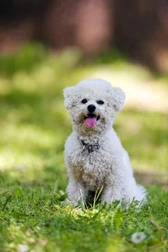 Bichon in the park Stock Photos