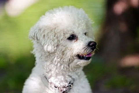 Bichon in the park Stock Photos