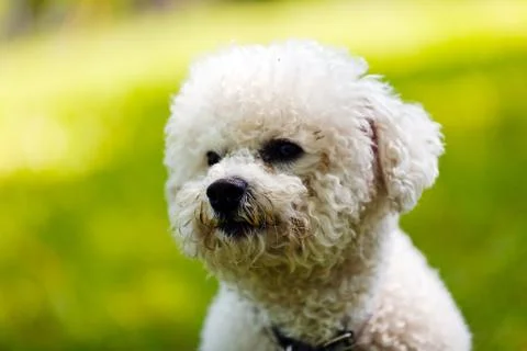 Bichon in the park Stock Photos