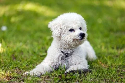 Bichon in the park Stock Photos