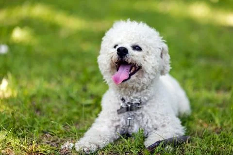 Bichon in the park Stock Photos