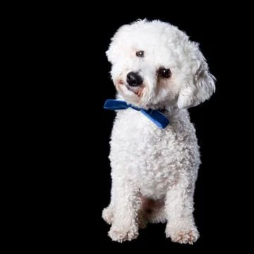 Bichon portrait Stock Photos