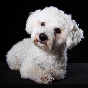 Bichon portrait Stock Photos