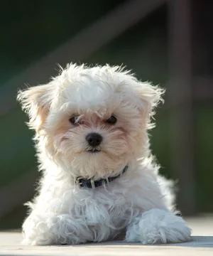 Bichon puppy Stock Photos