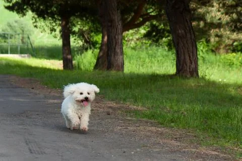Bichon runs Stock Photos