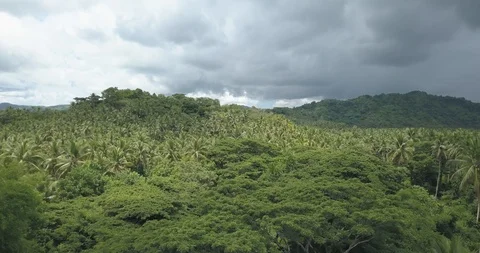 Bicol Coconut Farm 库存影片 91501257
