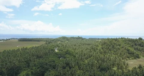 Bicol Coconut farm 库存影片 91503553