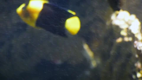 Bicolor angelfish (Centropyge bicolor) Stock Footage 205074627