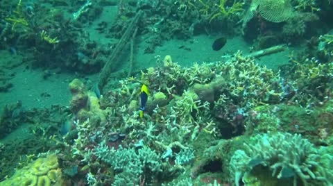 Bicolor angelfish Stock Footage 10737777