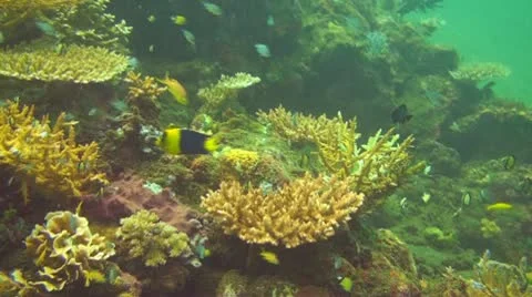 Bicolor angelfish Stock Footage 10737876