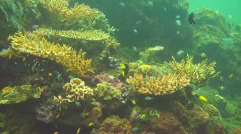 Bicolor angelfish Stock Footage 10737881