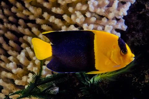 Bicolor angelfish Stock Photos