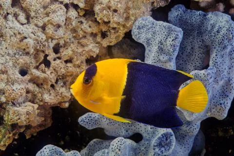 Bicolor angelfish Stock Photos