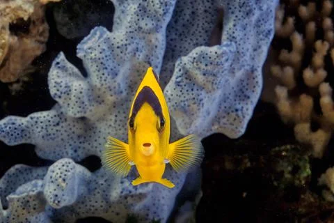 Bicolor angelfish Stock Photos