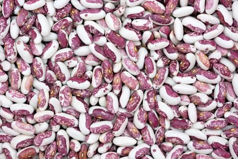 Bicolor beans. Stock Photos