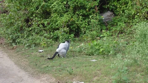 Bicolor Cat Defecating Stock Footage 326148308