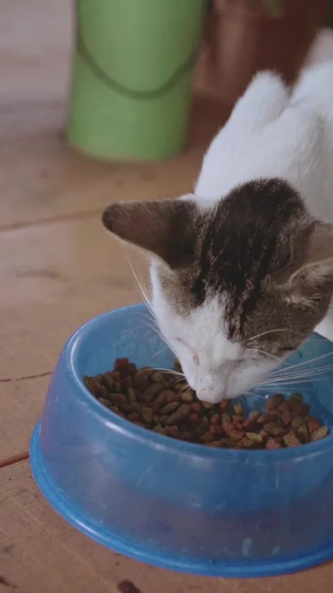 Bicolor cat eating dry kibble food Stock Footage 337598214
