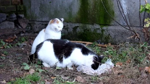 Bicolor cat is eating something, and the second young kitty is already washing Stock Footage 82578956