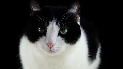 Bicolor cat portrait with dark background. Stock Footage 305290876