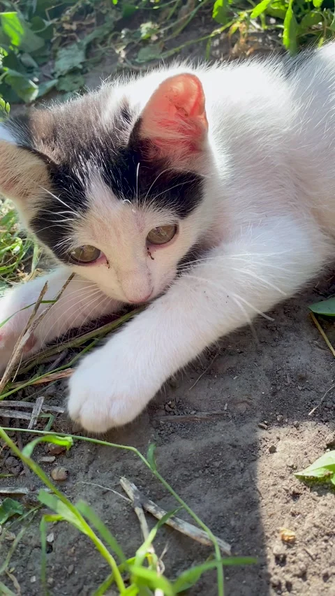 Bicolor cat stretching on the ground outdoors exploring its surroundings. Stock Footage 340381664