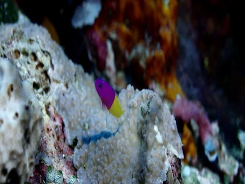 Bicolor Dottyback or False Gramma, Indonesia Vídeo Stock 84803023