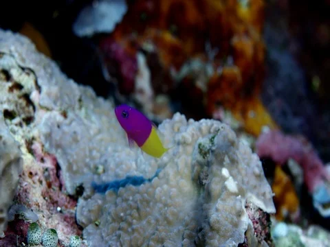 amanecer dottyback