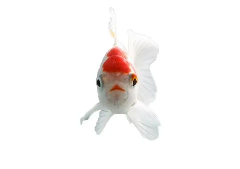 Bicolor fish Stock Photos