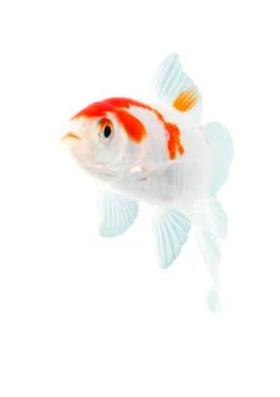 Bicolor fish Stock Photos