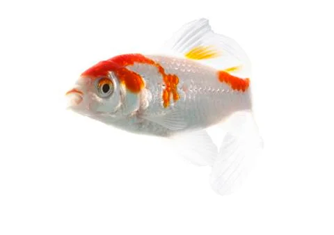 Bicolor fish Stock Photos