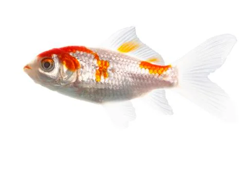 Bicolor fish 스톡 사진