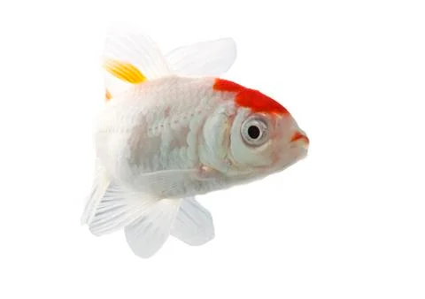 Bicolor fish Stock Photos