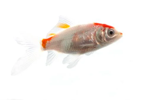 Bicolor fish Stock Photos