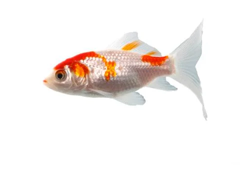 Bicolor fish Stock Photos