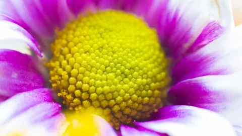 Bicolor flower Stock Photos