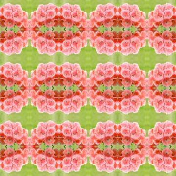 Bicolor geraniums seamless pattern background Stock Photos