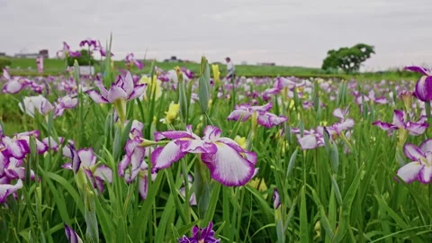 Bicolor Iris Slope with Distant Walker on Grassy Horizon Stock Footage 342042546