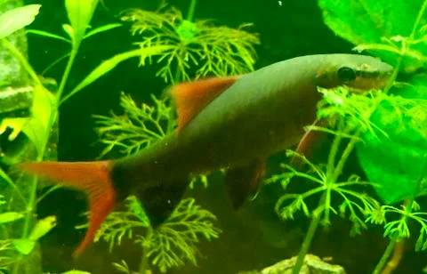 Bicolor Labeo 스톡 사진