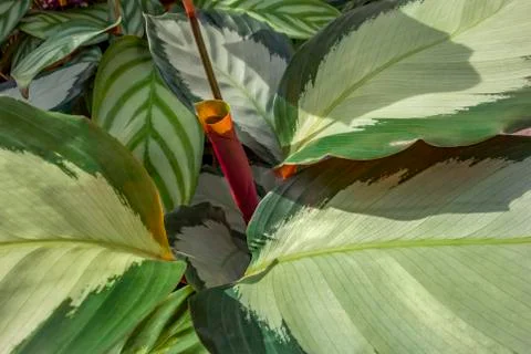 Bicolor leaves Stock Photos
