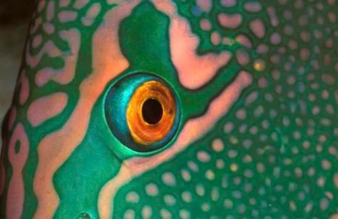 Bicolor parrotfish, close-up Stock Photos