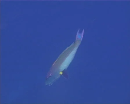Bicolor parrotfish spawning, Cetoscarus bicolor, UP12969 Video stock 62177870