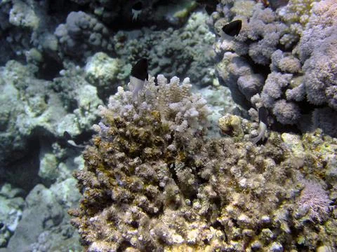 Bicolor Pullers (Centruroides bicolor) in the Red Sea, Egypt Foto stock