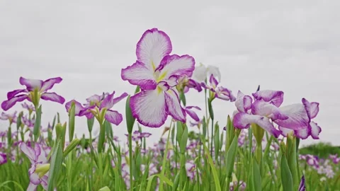 Bicolor Purple-Edged Iris in Full Bloom Against Cloudy Sky Stock Footage 342092592