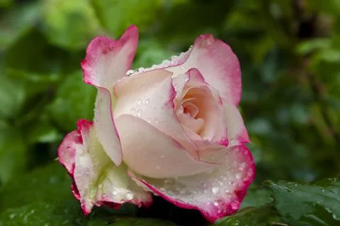 Bicolor rose with drops Stock Photos