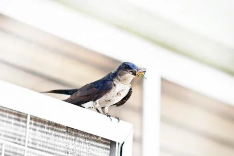 Bicolor swallow Photos