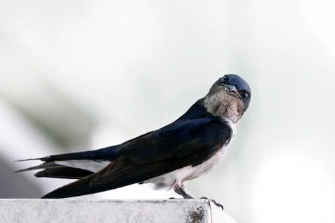 Bicolor swallow Stock Photos