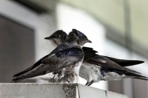 Bicolor swallow Stock Photos